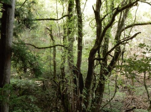 渓流沿いにある大カツラ
