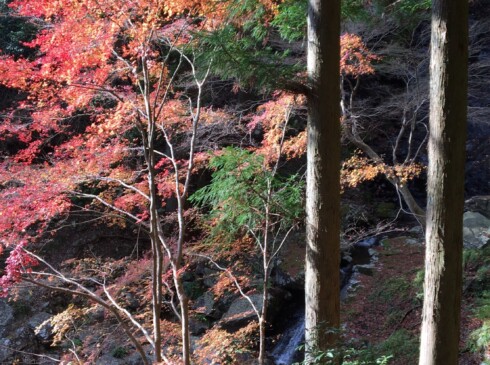 紅葉した木の間からも滝が・・・。