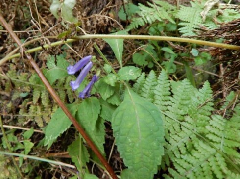 アキチョウジ・・・紫のかわいい花です。