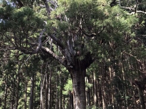 千本杉