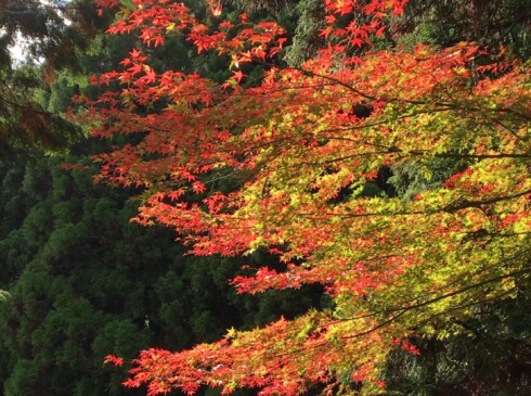 紅葉も、まだまだいい感じ(*^^)v