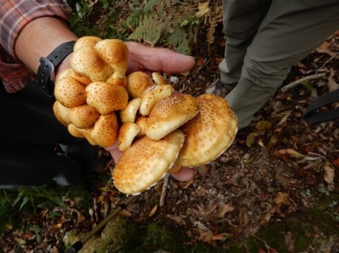 これは、ヌメリスギタケ!!リーダーお目当てのナメコは、発見できず(≧▽≦)