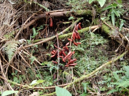 これは・・・ツチアケビだそうな。勉強になりますm(__)m