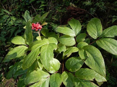 ベニバナヤマシャクヤクの実。花みたいにかわいい!(^^)!