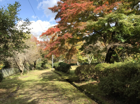 モミジが色づき始めて、柔らかな日差しの中とても気持ちがいいです。
