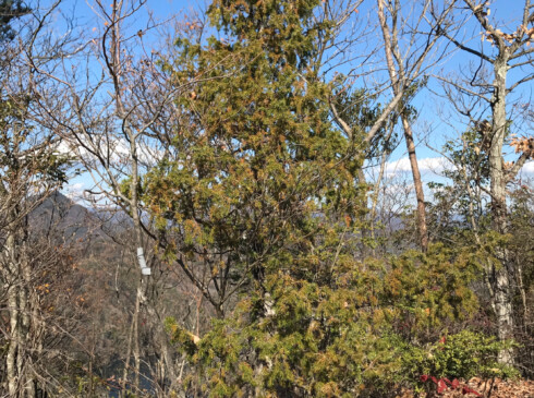 ヒノキ科の樹木「ムロ」関東より南に分布し、特に山陽地方に多いそうです。北摂地方ではこれをクリスマスツリーに使うこともあるとか。まるで北欧のようですね