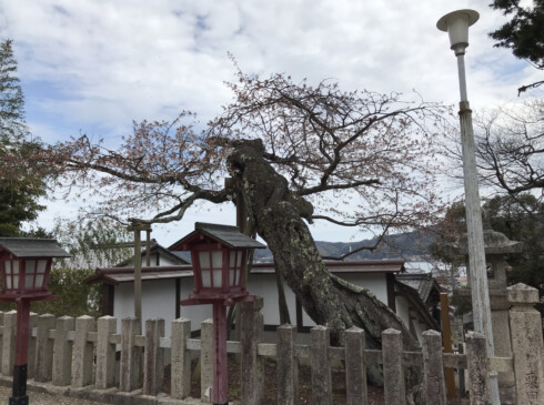 境内にある樹齢約400年の山サクラの古木。「含紅桜」と命名されており、同じ境内にある「大サザンカ」とともに市の天然記念物に指定されています