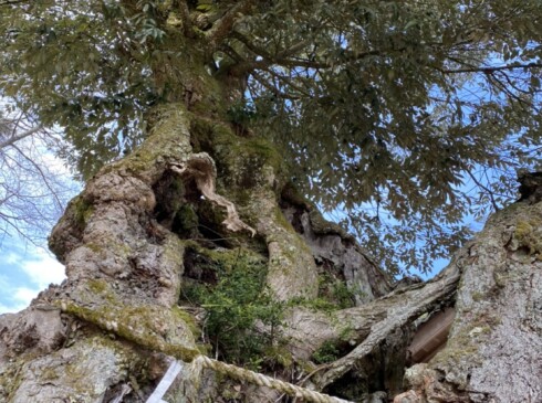 境内への石段下にある御神木とされている椎の木。樹齢800年以上といわれています