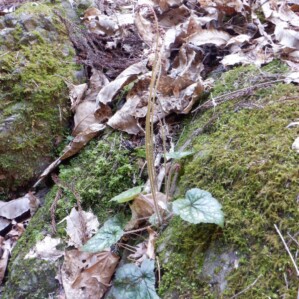 チャルメルソウ