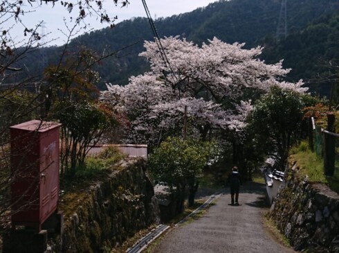 いきなり水尾着!バス間に合うよう必死、桜のお出向え