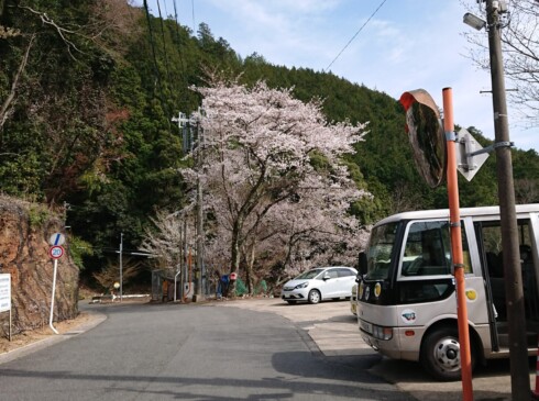 バス停も桜、250円で保津峡駅へ間に合ってよかった~
