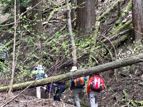 倒木の多いなかなかの悪路ですが、沢のせせらぎ、木々の新芽に春を感じながら進みます