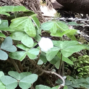 ミヤマカタバミ