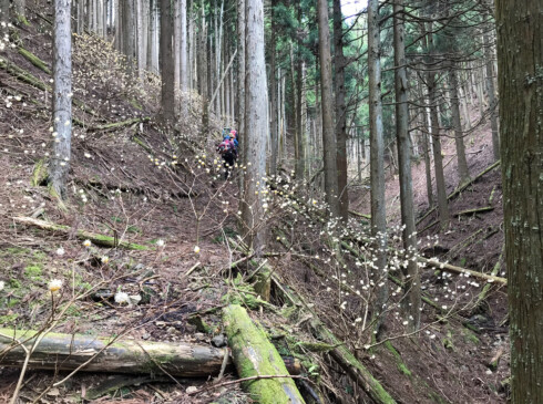 人知れず咲くミツマタ群生の斜面を進みます
