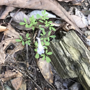 ヤマエンゴウソウ