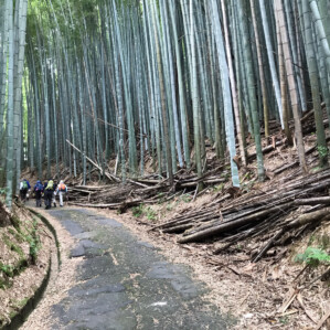 街中を過ぎるとすぐに京都らしい雰囲気の竹林の中の道になります。
