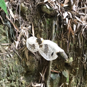 キノコの女王と呼ばれるキヌガサダケ。中国では高級食材だそうです。