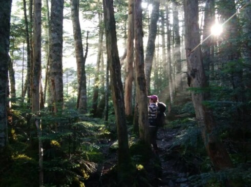 仙水峠への登山道。苔むした地面と樹々にまばゆい朝日がキラキラと差し込む (K・M)