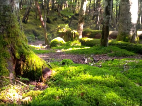 仙水峠までの登山道。樹林帯の下に生える苔に光あふれる朝日が美しい