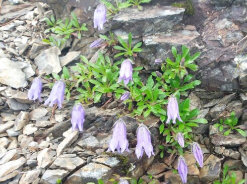 小仙丈ヶ岳付近で見かけたなんとも可憐な岩キキョウの花 (T・N))