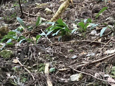 沢沿いの左手斜面にはエビネランの大群落がありました。
