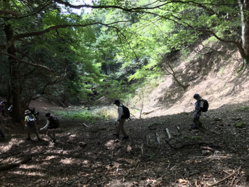 峠から下るU字形の谷沿いには多くのモミジが自生しキラキラと輝いていました。紅葉の隠れたスポットになるかも。