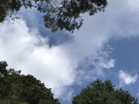 見上げれば、からりと晴れ渡った青空と輝く白い雲。(毛原峠山中にて)