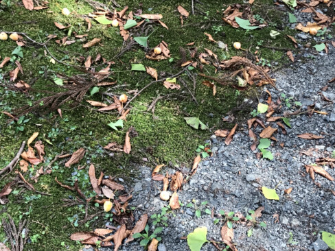 早くも落下していた銀杏の葉とぎんなん。(大岩神社にて)