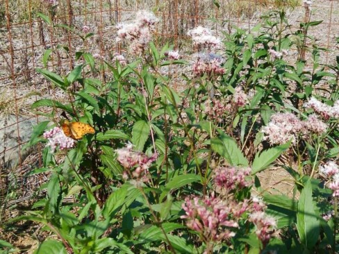 藤袴の蜜をもとめるツマグロヒョウモン。アゲハ蝶の仲間で本来、南方に多く生息する種類だそうですが、近年日本でも広く見られるようになったとか。(茶屋ヶ成付近にて)