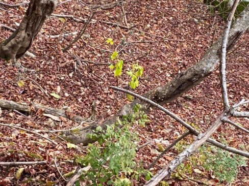 樹木医のKさんによると・・・クマの糞から発芽したイチョウだとのこと。