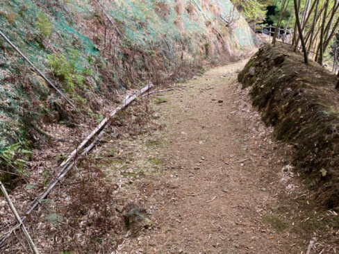 竹林の間に遊歩道がつけられています。