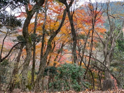 紅葉のきれいなポイント発見(^^♪