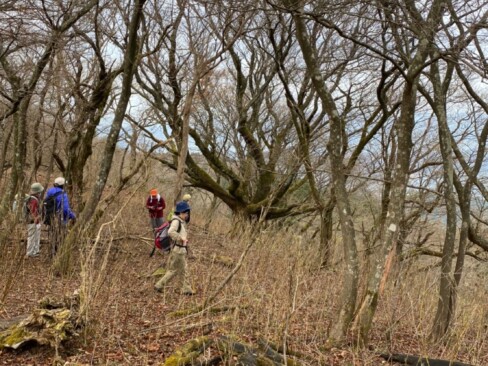 東峰に向けて、広い尾根を歩きます。大きな木が見えます・・なにかなあ?