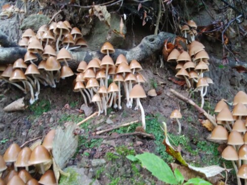登山道4合目辺りで見かけたキノコの群生。これだけまとまってあるのは珍しいとの事。