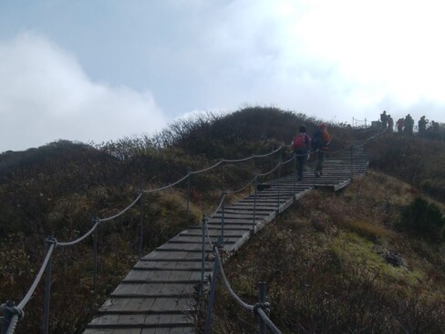 霧に覆われた頂上に至る木道。常緑低木で国の特別天然記念物に指定されている大山キャラボクが北西に向いた斜面に群生。そして「アトリ」という小鳥が盛んに鳴き声を発しながら群れ飛んでいました。(山遊会の鳥博士?に特定してもらいました)