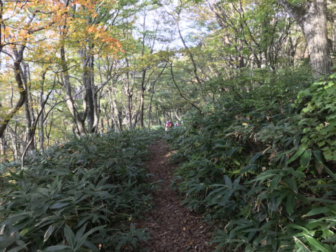 横手道は大山中腹、ブナ林の中の緩やかなトレッキングロード。
