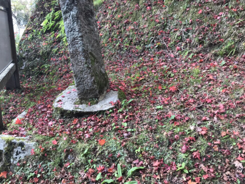 早くも落葉している所もあり、駆け足で季節は過ぎていきます。