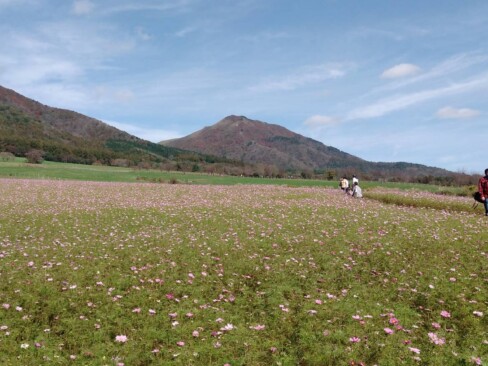 蒜山三座をバックに広がるコスモス畑、今年は全体的に草丈が低いそうです。