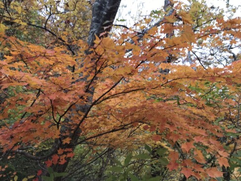 赤、オレンジ、黄に染まる樹々、まさに錦繍の彩り。