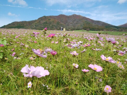 一面のコスモス咲く蒜山高原。