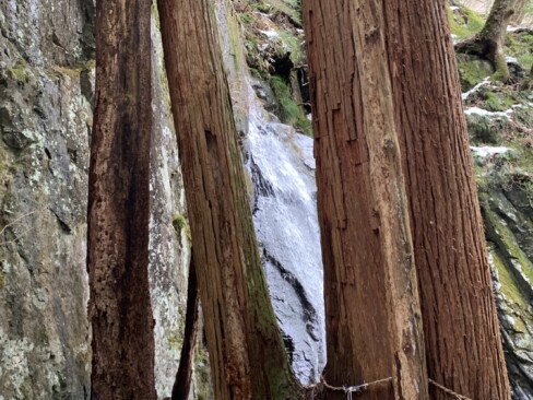 三本杉のご神木。