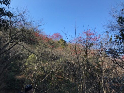 タマミズキの赤い実がきれい。甘南備山は、タマミズキが見られる京都でも数少ない場所の一つだとか。