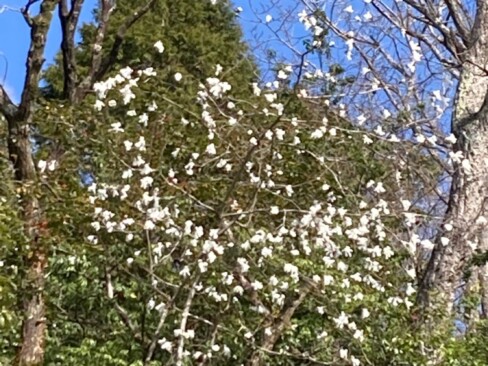 タムシバの白い花が迎えてくれました(*^^*)