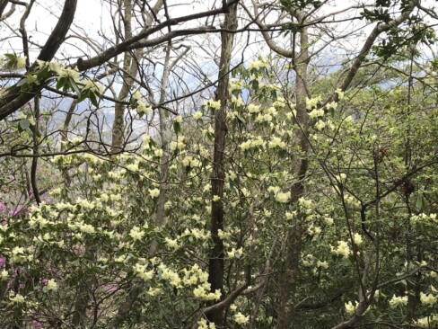 2つ目のピーク「三ノ山」を過ぎたあたりから、薄黄色のかわいい花が!