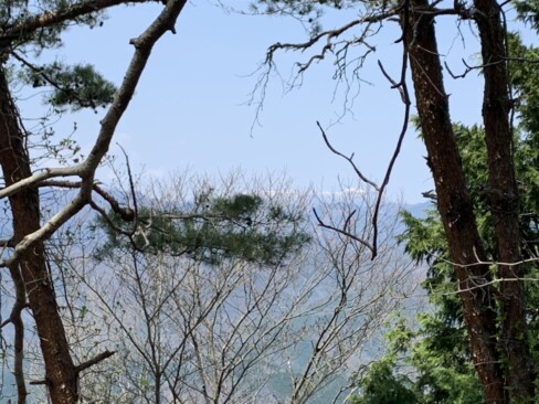 木々の向こうに見えるのは、雪の氷ノ山。