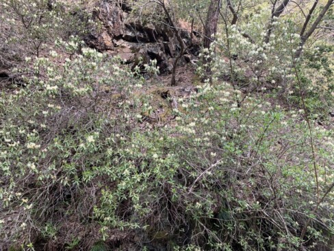 斜面にたくさんのヒカゲツツジの木がありました。