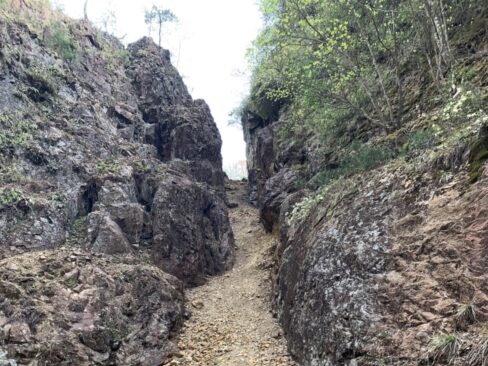 回り込んでみると・・・ここにもヒカゲツツジが。仕事の疲れを癒したのかな。