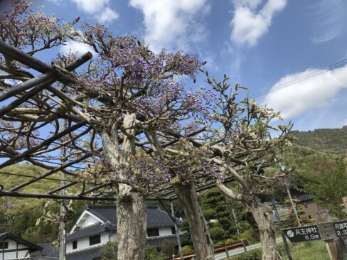 すっかり青空。白と紫の藤の花が迎えてくれました。
