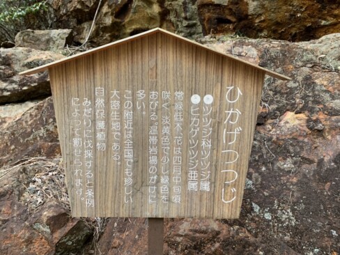 実は、生野銀山はヒカゲツツジの近畿最大規模の群生地。その数、約1000本とのこと。