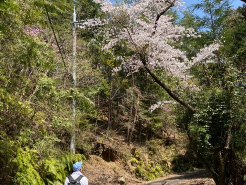 サクラとミツバツツジが見えますね。